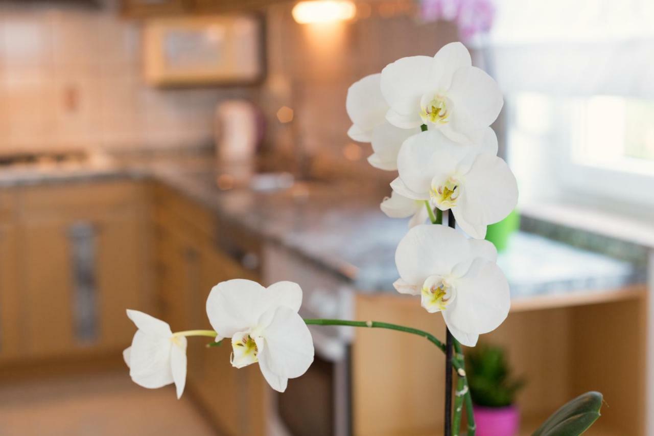 Apartments Contessa Novigrad  Ngoại thất bức ảnh